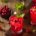 Rezept Terpentin Cranberry-Chili-Likör mit Wild Berry